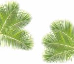 Coconut Leaf Isolated On White Background Stock Photo