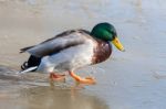 Mallard On Ice At Warnham Nature Reserve Stock Photo