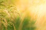 Rice Field Stock Photo