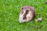 White Brown Rabbit In Grass Field Stock Photo