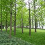 Pine Trees In A Green Field Stock Photo