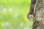 A Grey Squirrel Eating Snack On A Tree Stock Photo