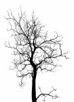 Dead Tree Without Leaves Isolated Stock Photo