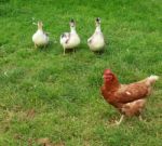 Ducks And A Chicken Stock Photo