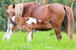 Brown Foal Suckling From Mare Stock Photo