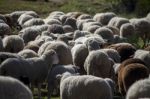 Herd Of White Sheep Stock Photo