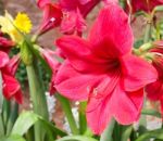 Colorful Tulips In Garden Stock Photo