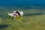 Cygnet Illuminated In The Sunshine On Lake Hallstatt Stock Photo