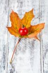 Cherry Tomato Stock Photo