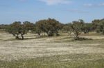 Spring Landscape In Alentejo Stock Photo