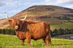 Highland Angus Cow Stock Photo