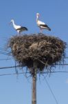 Two White Storks On The Nest Stock Photo