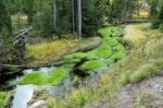 Vibrant Green Growth In A Creek In Yellowstone Stock Photo