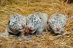 White Bengal Tiger Cub Stock Photo