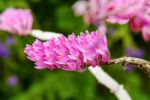 Pink Toothbrush Orchid Flower Stock Photo