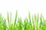 Green Grass On White Background For Isolated Stock Photo