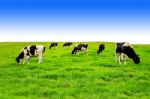 Cows On A Green Field And Blue Sky Stock Photo