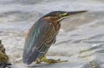 Green Heron Stock Photo