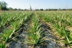 Aloe Vera Plantation Stock Photo