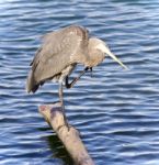 Image Of A Great Blue Heron Cleaning Feathers Stock Photo