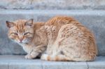 Orange Cat On The Street Stock Photo