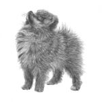 Pomeranian Hand Drawn Stock Photo