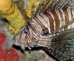 Postcard With A Beautiful Deadly Fish Swimming Stock Photo