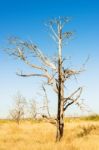 Dead Trees On The Road To Black Canyon Of The Gunnison National Stock Photo