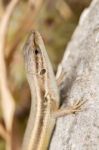 Algerian Psammodromus (psammodromus Algirus) Lizard Stock Photo