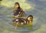 Two Cute Young Ducks Are Swimming Together Stock Photo