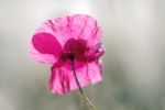 Poppy Stock Photo