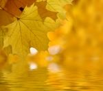 Autumn Leaves Stock Photo