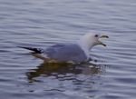 Beautiful Isolated Photo With A Gull Screaming In The Lake Stock Photo