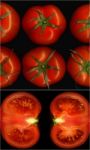 Tomatoes Collage Stock Photo