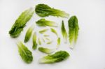 Fresh Romaine Lettuce Isolated On A White Background Stock Photo