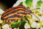 Italian Striped Bug Stock Photo