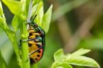 Jewel Beetle In Green Nature Stock Photo