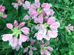 Rhododendron-flowers,in Park Stock Photo