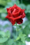 Red Rose Stock Photo