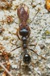 Ant Outside In The Garden Stock Photo