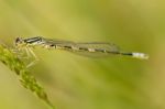 Goblet-marked Damselfly (erythromma Lindenii) Damselfly Insect Stock Photo