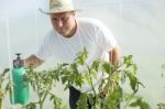 Man In Greenhouse Care About Tomato Plant Stock Photo