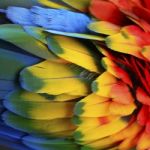 Scarlet Macaw Feathers Stock Photo