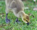 Isolated Photo Of A Cute Chick Of Canada Geese Stock Photo