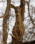 Beautiful Image With A Deer In The Forest Stock Photo