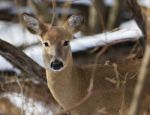 Beautiful Image With The Very Cute Wild Deer In The Forest Stock Photo