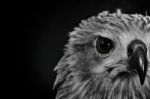 Closeup Hawk On Black Background Stock Photo