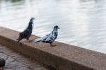 Pigeon Stock Photo