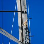 Kestrel Perched On Steel Bolt Stock Photo