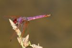 Violet Dropwing (trithemis Annulata) Stock Photo